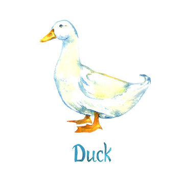 White duck standing, side view, hand painted watercolor illustration design element for invitation, card, print, posters