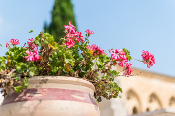 plant with small pink flowers