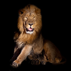 lion on a black background. stands up preparing his mouth ajar. powerful lion male with a chic mane consecrated by the sun.