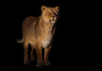 Naklejka na ściany i meble liones on a black background. lioness on a black background. looks attentively. powerful lion female with a strong body walks beautifully in the evening light.