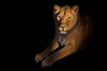 Fototapeta na wymiar lioness on a black background. gracefully lies a yellow lioness with a shadow.powerful lion female with a strong body walks beautifully in the evening light.
