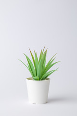 House potted plant against white background minimal creative concept. Space for copy.
