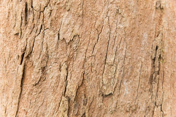 texture of bark of an old tree