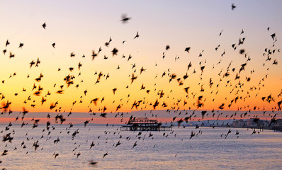 starlings flying in formation at sunset infront of west pier Brighton