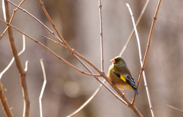 軽井沢野鳥の森 カワラヒワ