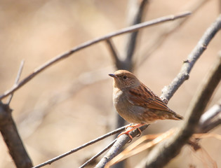 軽井沢野鳥の森 カヤクグリ