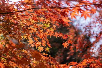 Branches of red leaves of maple trees in autumn season in a Japanese garden, selective focus on blurry  background