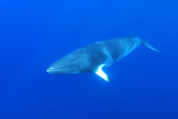Dwarf minke whale