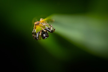 spider on a green leaf