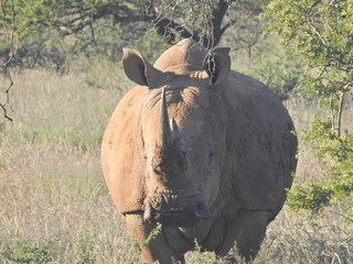 White rhino in Mokala NP © Charlie