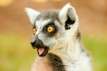Naklejka na ściany i meble Closeup of a lemurs face and expression