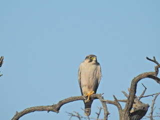 Kestrel spotted in Mokala NP