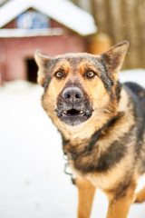 A large dog on a chain barks guarding the territory in winter.