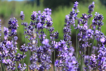 Obraz premium purple flowers in the field