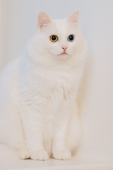 animal with eyes of different colors. Odd-eyed cat with blue and almond eyes. Heterochromia. Turkish Angora cat is sitting on a white background.