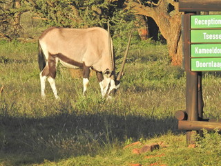 Gemsbok near campsite in Mokala NP