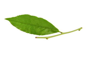 Obraz premium Green tea leaf isolated on white background.