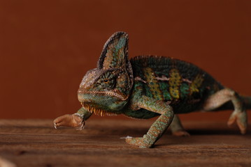 Naklejka premium Jemenchameleon