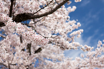 Travel Osaka Garden Sakura Spring 26