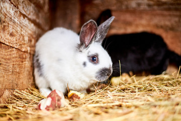 Rabbit in a cage with hay. Breeding rabbits in the village, on farms.