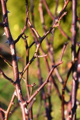 prickly branches of a rose bush growing in the garden on a blurred background.