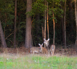Deer near a forest edge