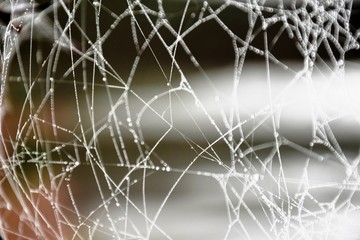 spider web with dew drops on a branch in a foggy morning forest on a blurred background. gray background with copy space