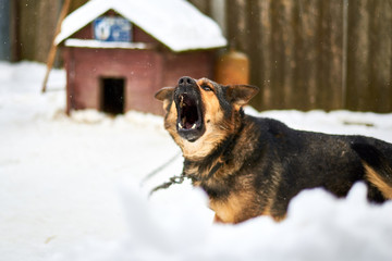 A large dog on a chain barks guarding the territory in winter.