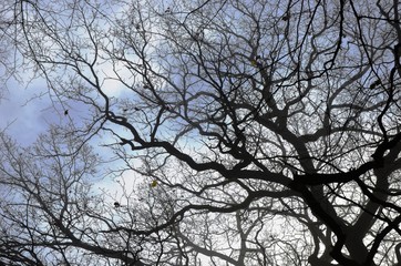 silhouette of tree without leaves, black branches and trunk of old big oak tree in foggy morning forest on gray and blue sky background.