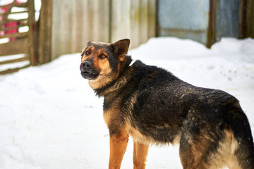 A large dog on a chain barks guarding the territory in winter.