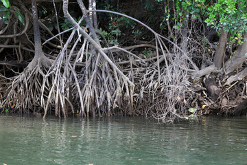 Mangrove trees at the shore of the Daintree river