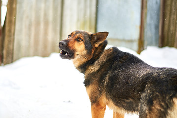 A large dog on a chain barks guarding the territory in winter.