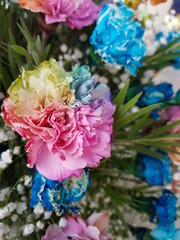 Fototapeta premium colorful carnation