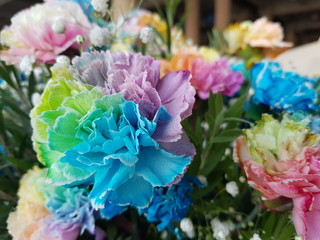 Fototapeta premium colorful carnation
