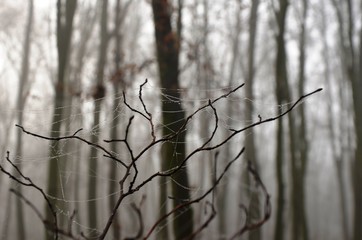 spider web with dew drops on a branch in a foggy morning forest on a blurred background. gray background with copy space