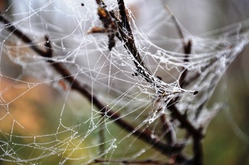 spider web with dew drops on a branch in a foggy morning forest on a blurred background. gray and green background with copy space