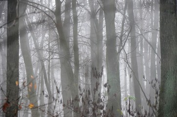 silhouette of trees without leaves, dark branches and trunk in foggy morning forest on gray sky background. texture, blurred background with copy space