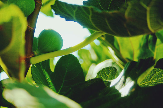 Fig Tree