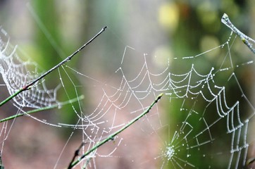 spider web with dew drops on a branch in a foggy morning forest on a blurred background. gray and green background with copy space