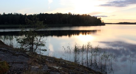 Fototapeta premium reed is reflected around calm sea
