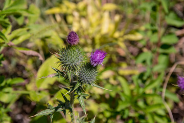 Large Bull Thistle flower in the fields, nature outdoors, wild plants in a meadow in the summer