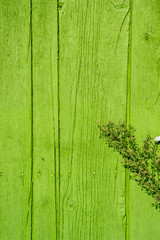 Green wooden wall, old wood plank texture, grunge background with shadows from plant, Interior design 
