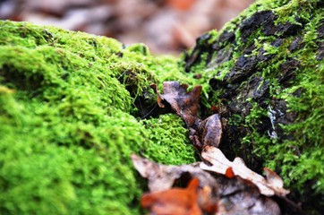 green moss and dry brown oak leaves in forest on blurred background. green background with copy space