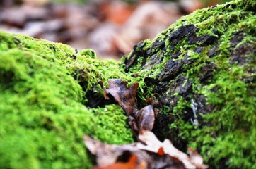 Obraz premium green moss and dry brown oak leaves in forest on blurred background. green background with copy space