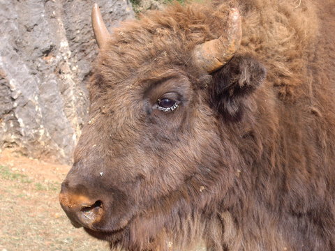 Closeup view of buffalo head profile
