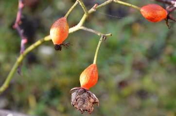 three orange-colored rose hips, rose fruit on a branch of a rose bush growing in the garden on a blurred background. flower seeds