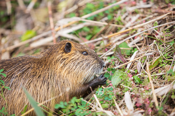 採食するヌートリア