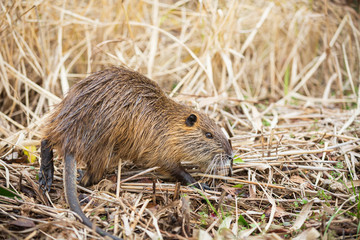 枯れ草の上を歩くヌートリア