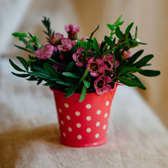 flowers in minipot