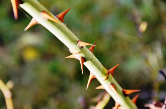 prickly branche of a rose bush growing in the garden on a blurred background.